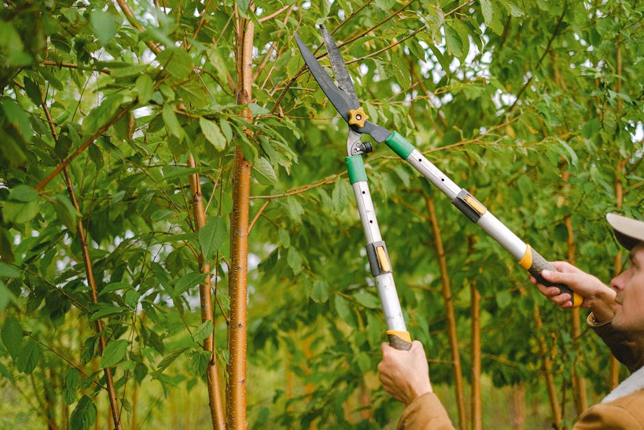 A gardener wearing a beige cap and brown jacket is trimming a tall, leafy shrub using long-handled hedge shears. The shrub has green, serrated leaves and a straight, slender trunk with a textured, bro